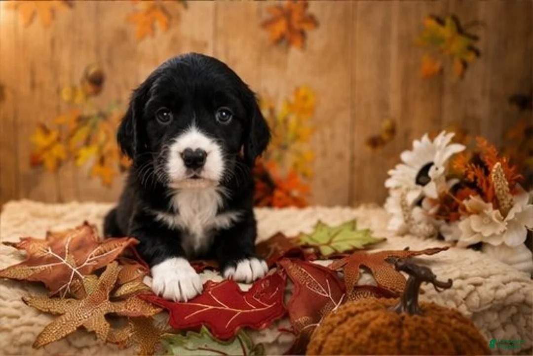 English Springer Spaniel dogs for sale: Pickle - Ad 1