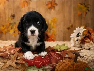 English Springer Spaniel dogs Pickle - Ad 14