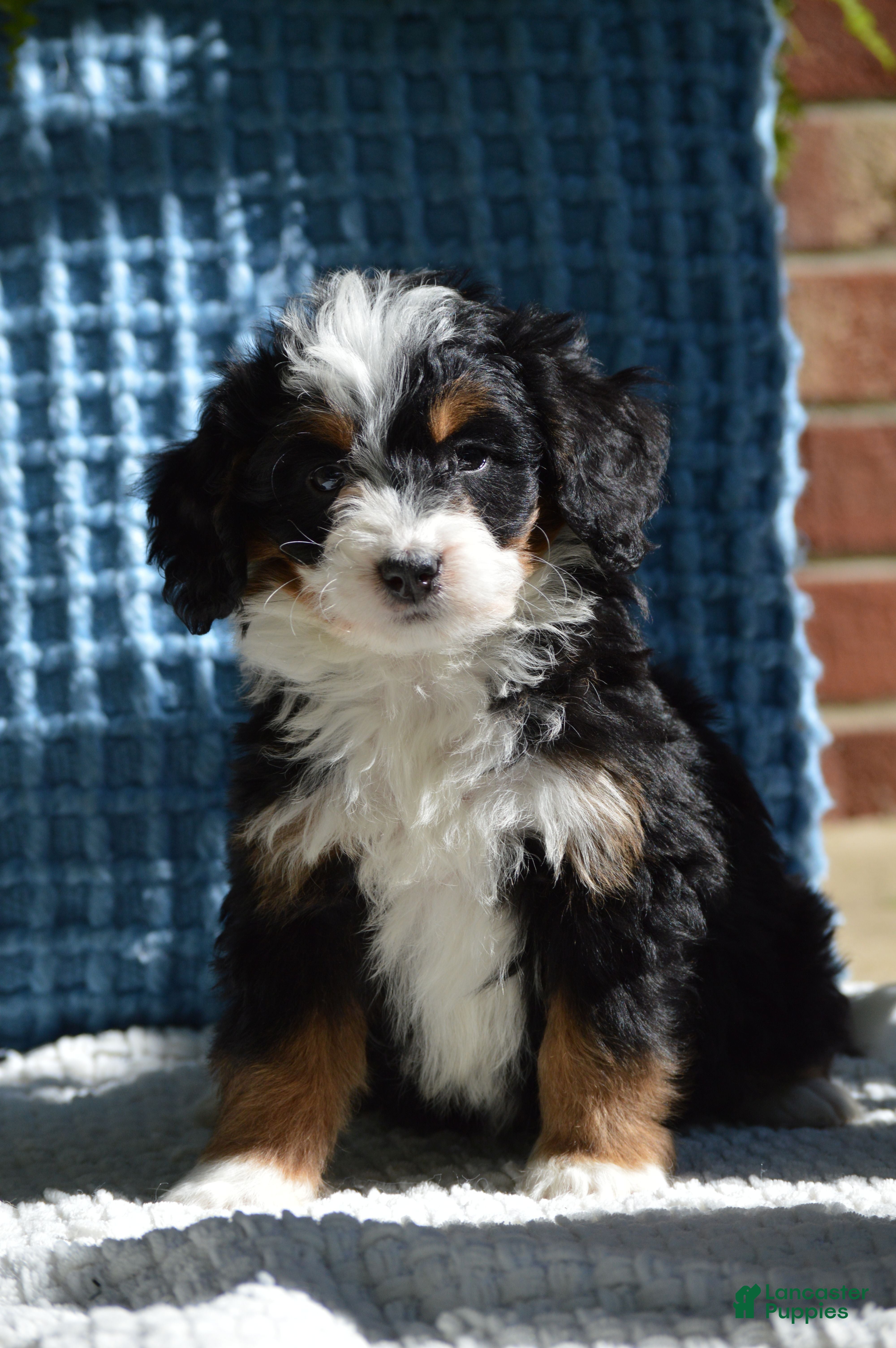 Mini Bernedoodle dogs Rosie - Ad 1