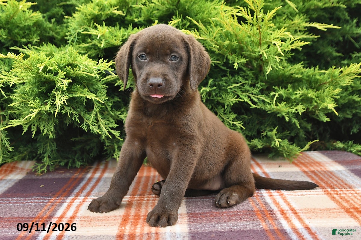 Labrador Retriever dogs Kaci - Ad 2