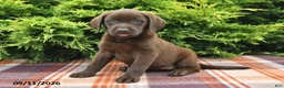 Labrador Retriever dogs for sale: Kaci - Ad 2