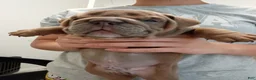 English Bulldog dogs for sale: English Bulldog 1 - Ad 5