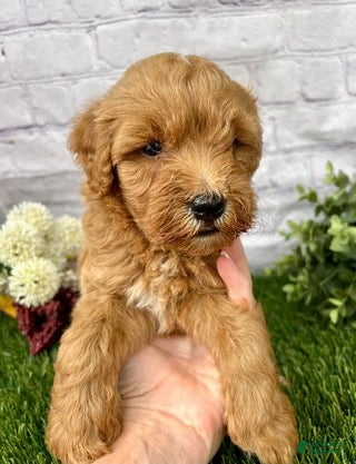 Mini Goldendoodle dogs Owen Miniature Goldendoodle  - Ad 2
