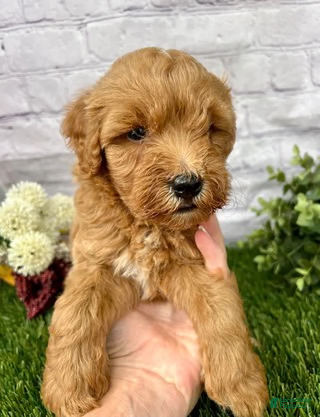 Mini Goldendoodle dogs for sale: Owen Miniature Goldendoodle  - Ad 2