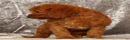 Mini Goldendoodle dogs for sale: Tina - Ad 8