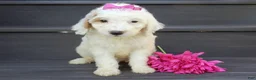 Mini Goldendoodle dogs for sale: Daisy (medium) - Ad 5