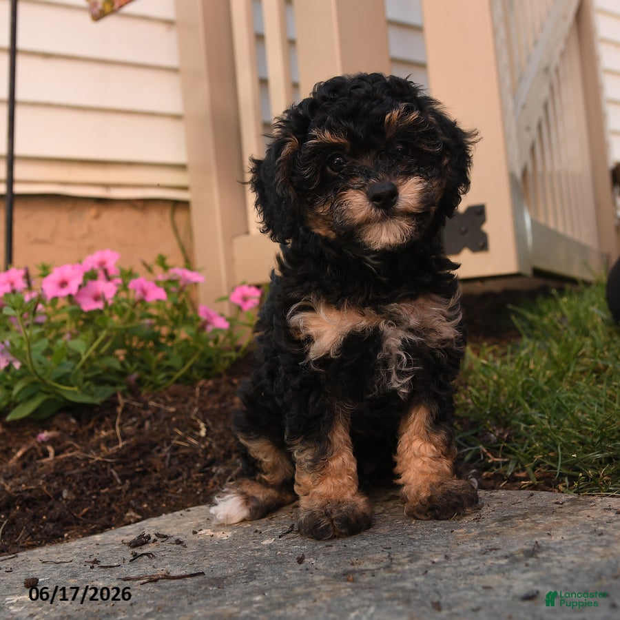 Toy Poodle dogs McGregory - Ad 1