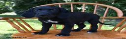 Mixed Breed dogs for sale: Moonbeam - Ad 3