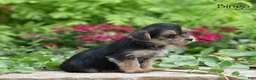 Morkie dogs for sale: Bingo - Ad 3