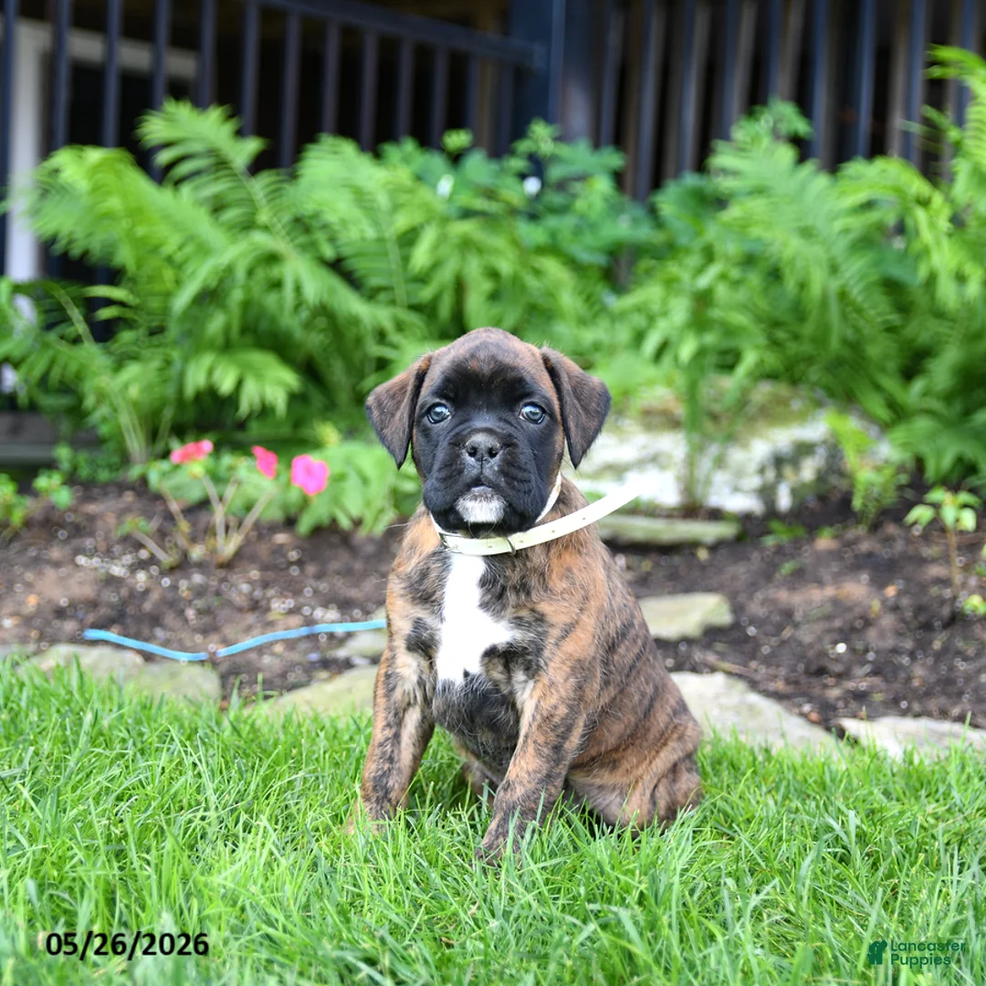 Boxer dogs for sale: Buttercup - Ad 5