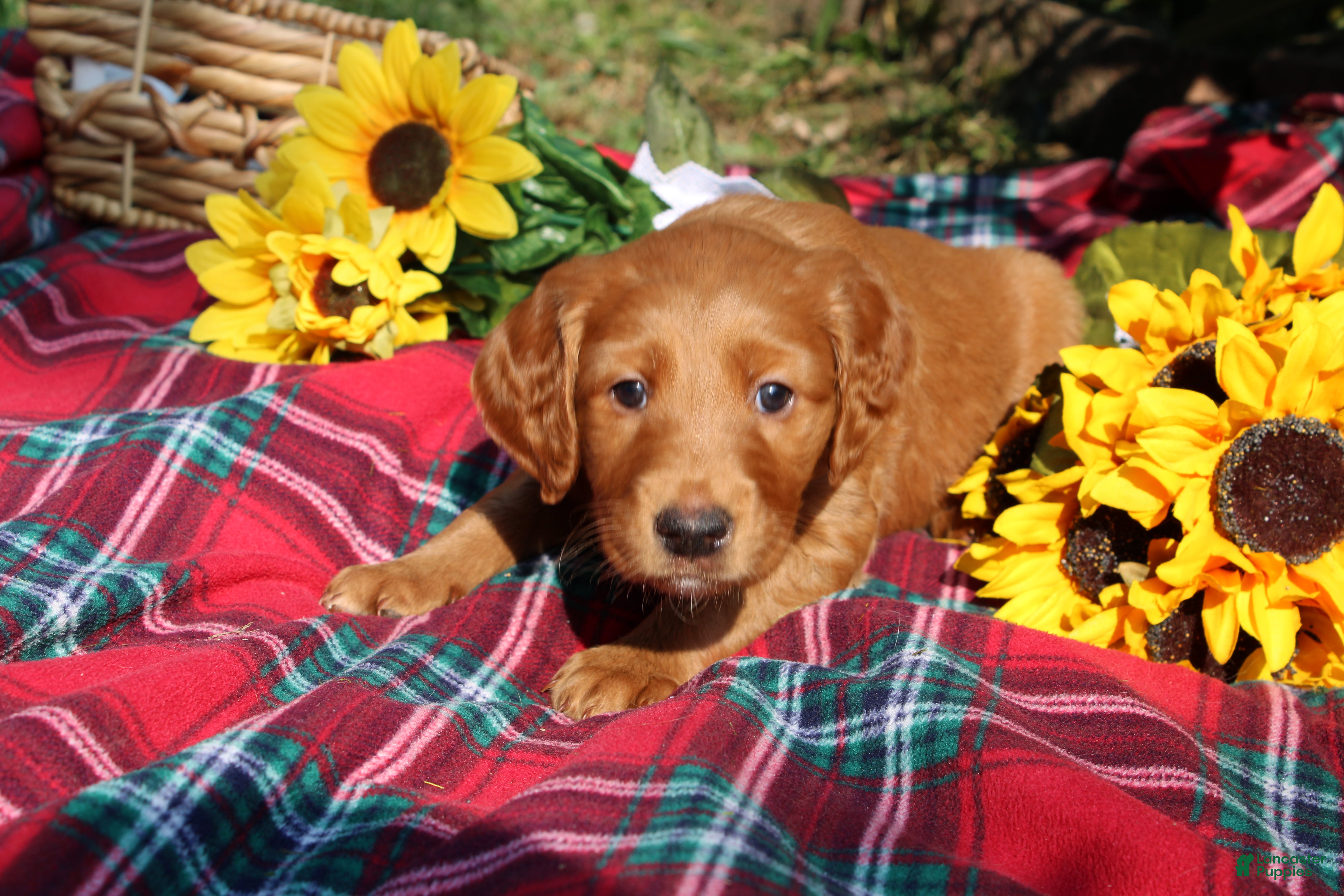 Mixed Breed dogs Lily - Irish Goldendoodle - Ad 2