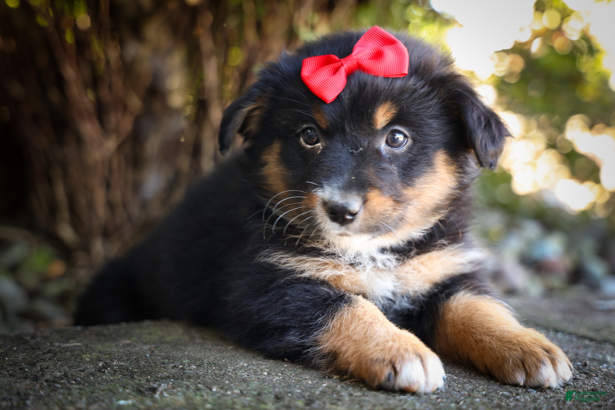 Mini Aussiedoodle dogs for sale: Laney🦋 - Ad 1