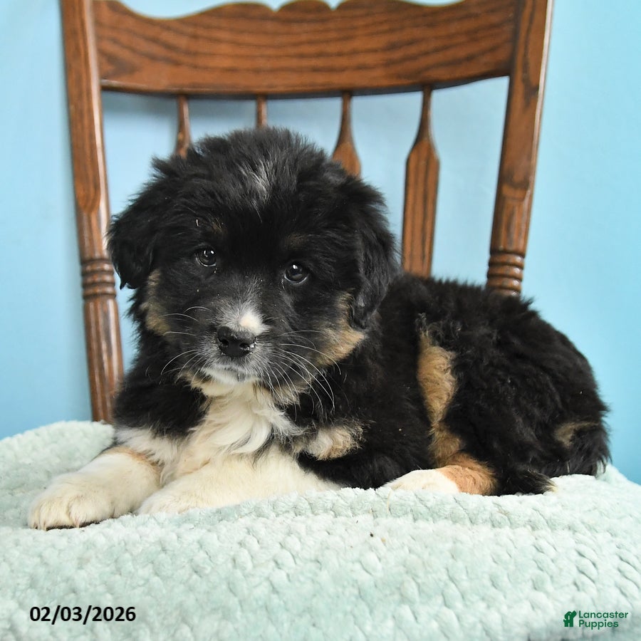 Miniature Australian Shepherd dogs Carley - Ad 2