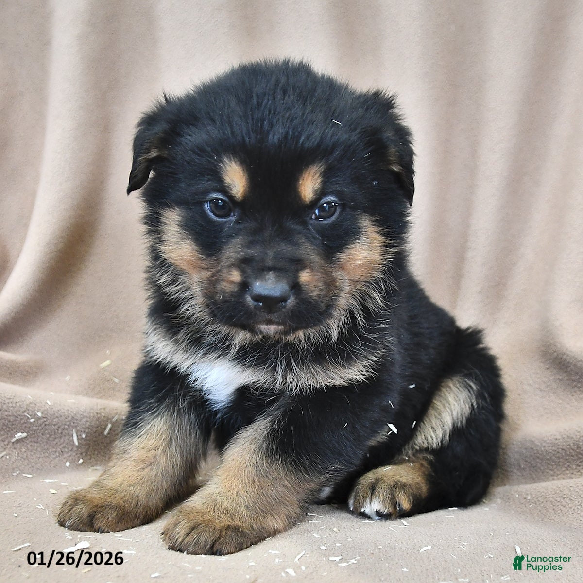 Mixed Breed dogs Atlas - Ad 30