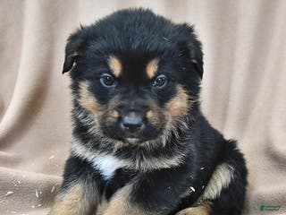 Mixed Breed dogs Atlas - Ad 30