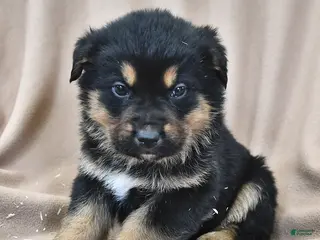 Mixed Breed dogs Atlas - Ad 36