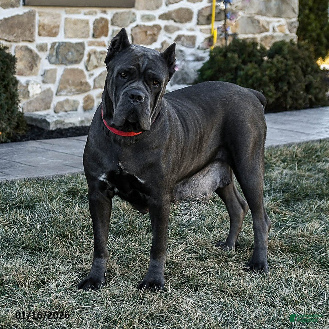 Cane Corso dogs for sale: Maggie - Ad 6