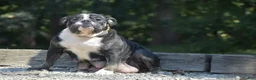 English Bulldog dogs for sale: Macey - Ad 10