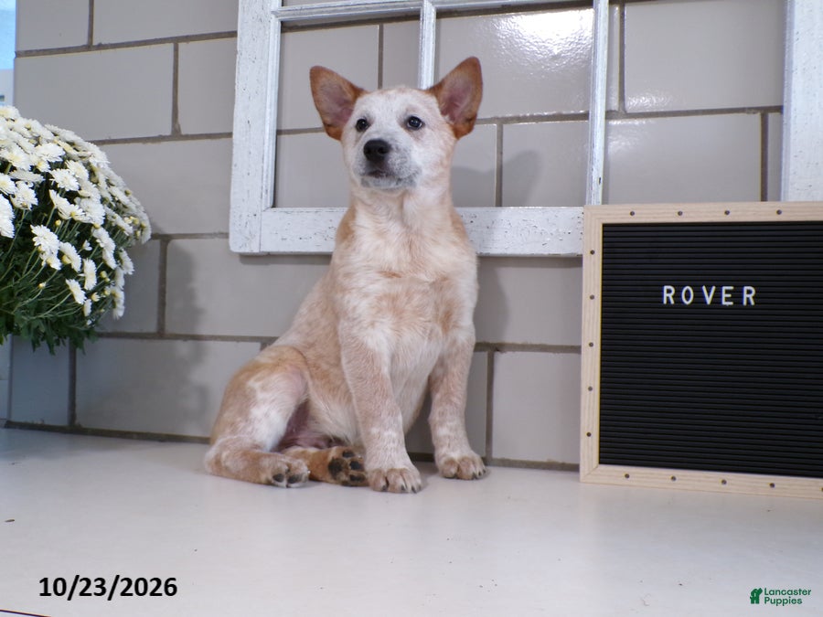 Australian Cattle Dog dogs for sale: Rover - Ad 2