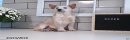 Australian Cattle Dog dogs for sale: Rover - Ad 2