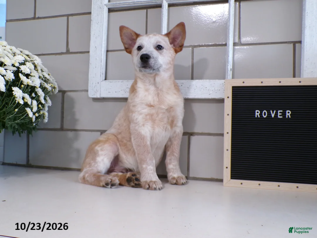 Australian Cattle Dog dogs for sale: Rover - Ad 2