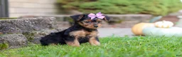 Yorkiepoo dogs for sale: Poppy - Ad 9