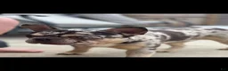 Mixed Breed dogs for sale: Mixed Breed 6 - Ad 4