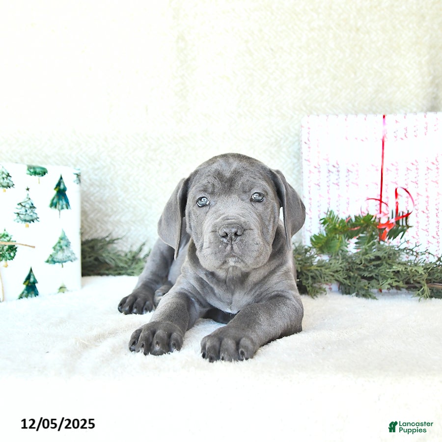 Cane Corso dogs Joy - Ad 5