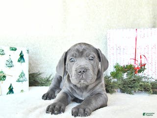 Cane Corso dogs Joy - Ad 17