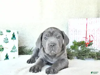 Cane Corso dogs Joy - Ad 1