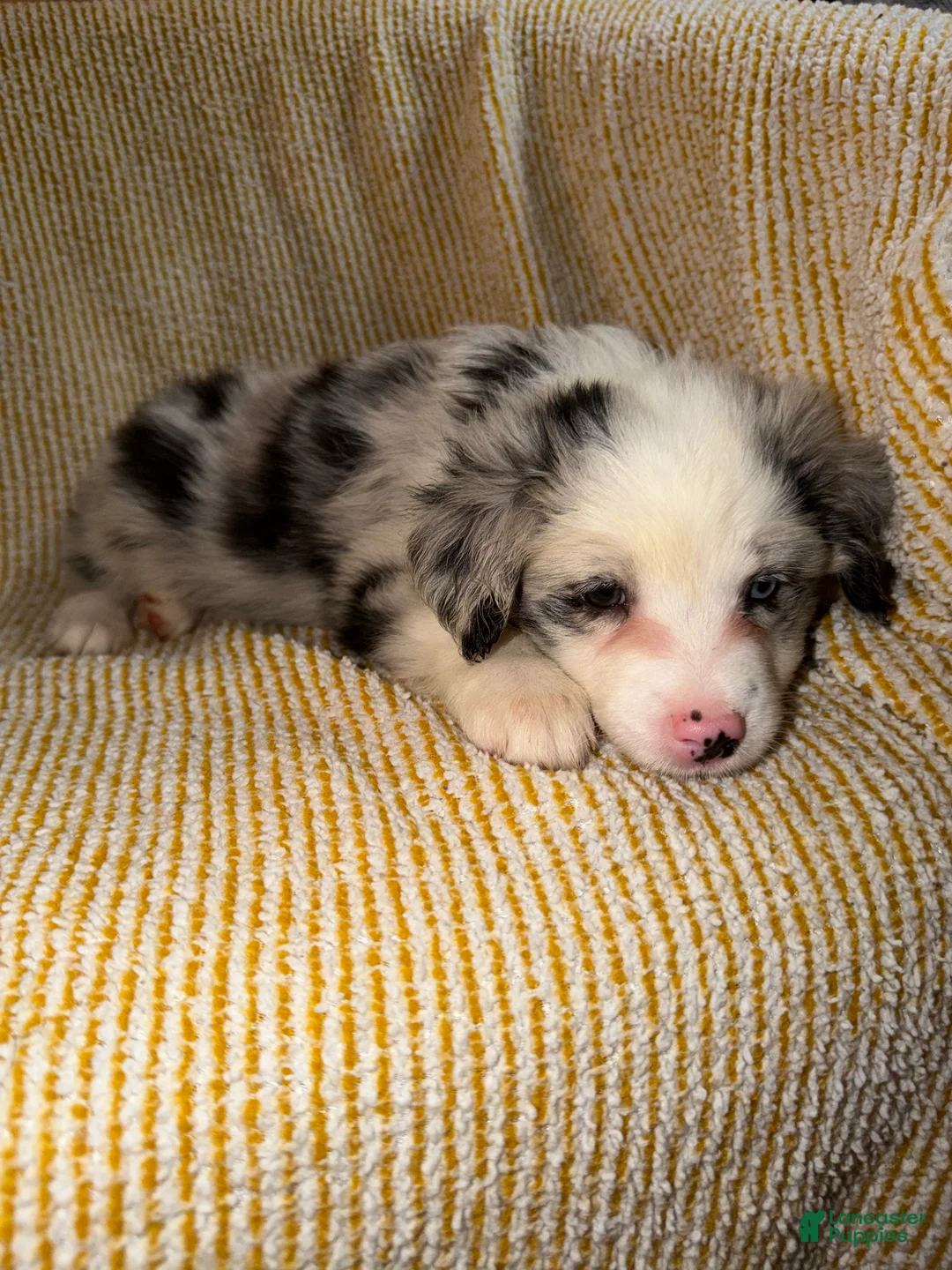 Miniature Australian Shepherd dogs for sale: Miniature Australian Shepherd Puppy 6 - Ad 2