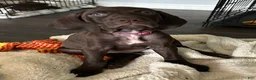 German Shorthaired Pointer dogs for sale: Hope - Ad 3