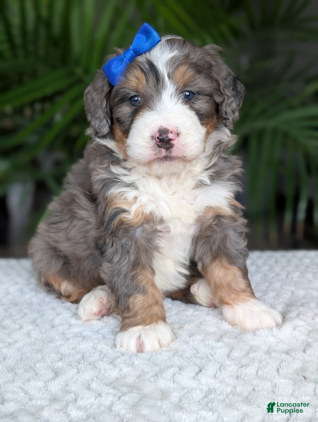 Mini Bernedoodle dogs for sale: Mini Riley  - Ad 2