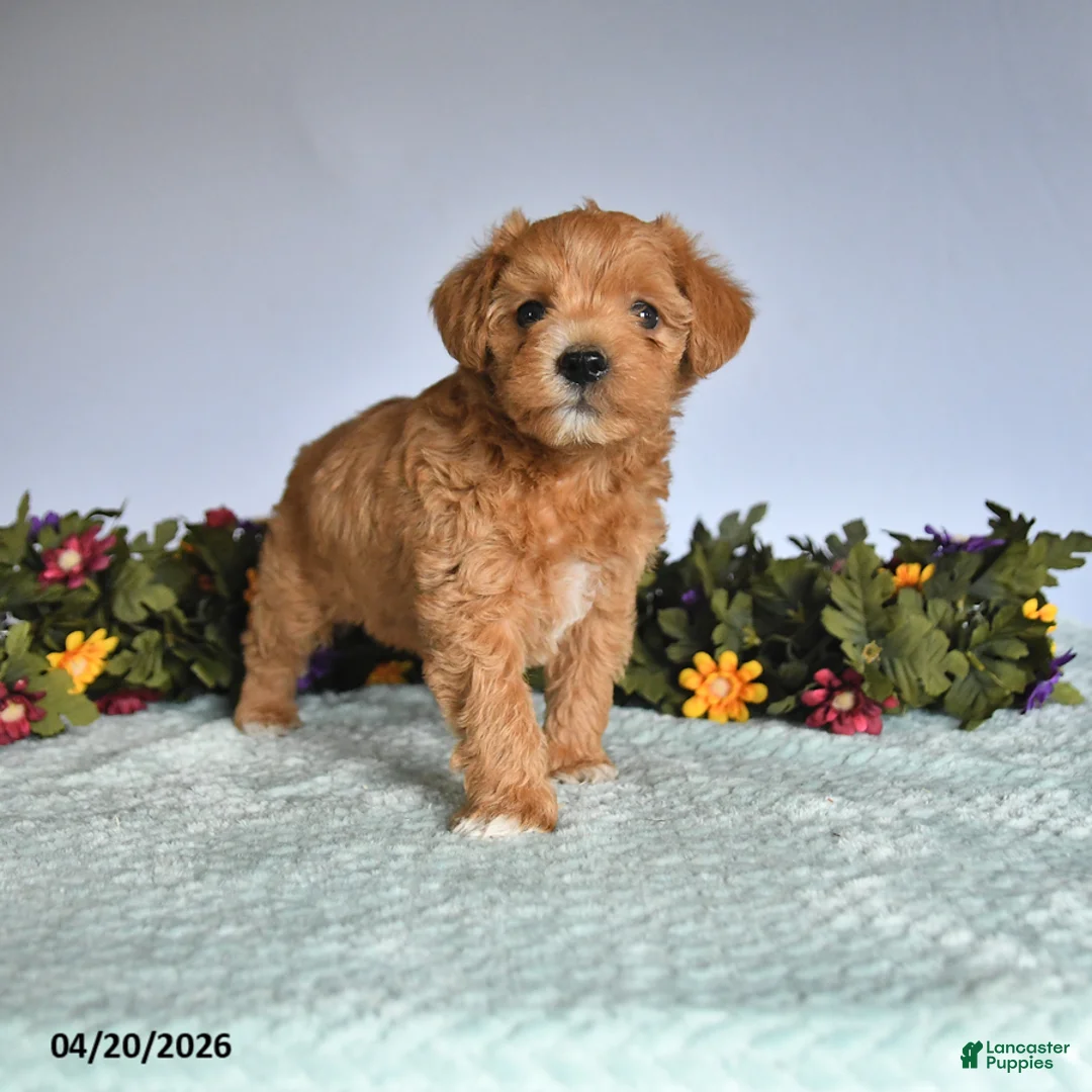 Mixed Breed dogs for sale: Nick  - Ad 1