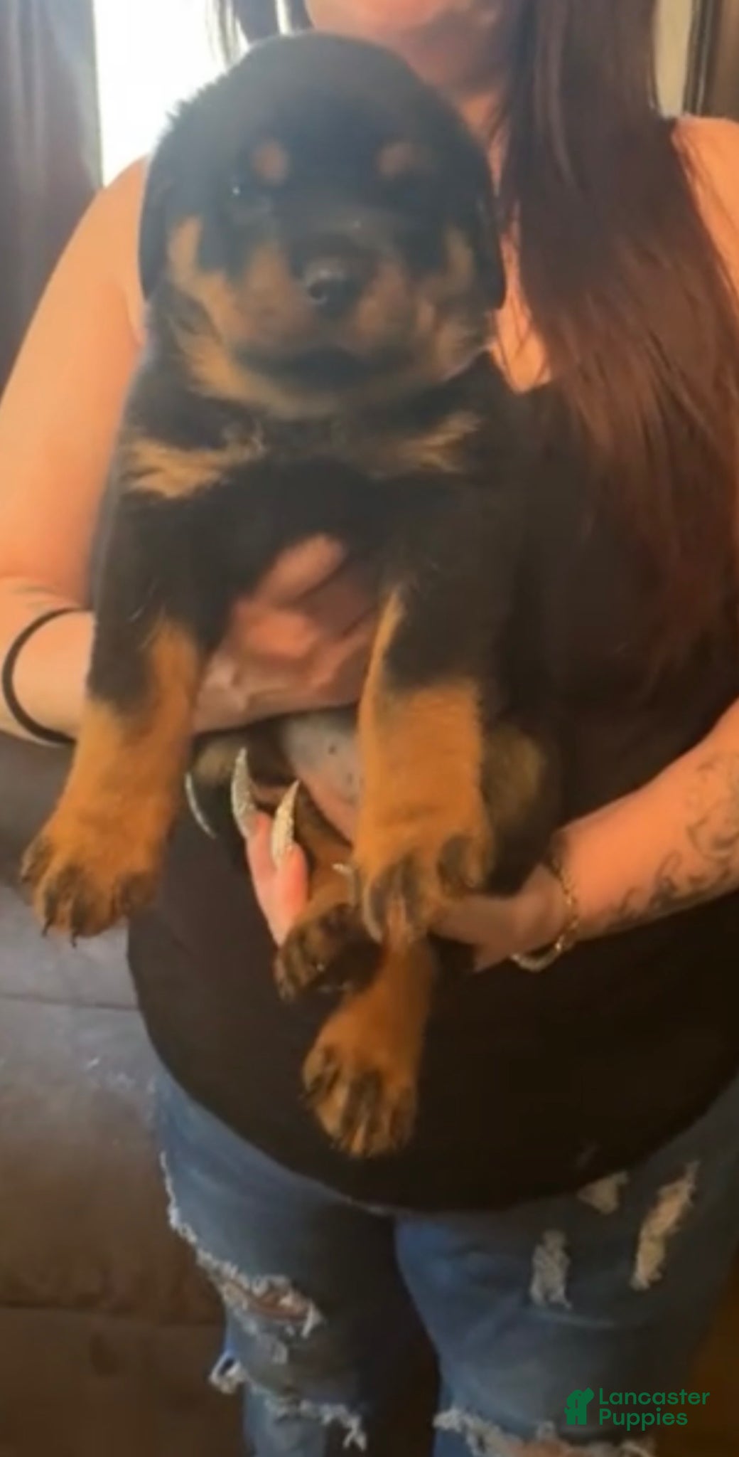 Rottweiler dogs Puppy 2 - Ad 2
