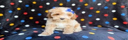 Cockapoo dogs for sale: Hazel - Ad 5