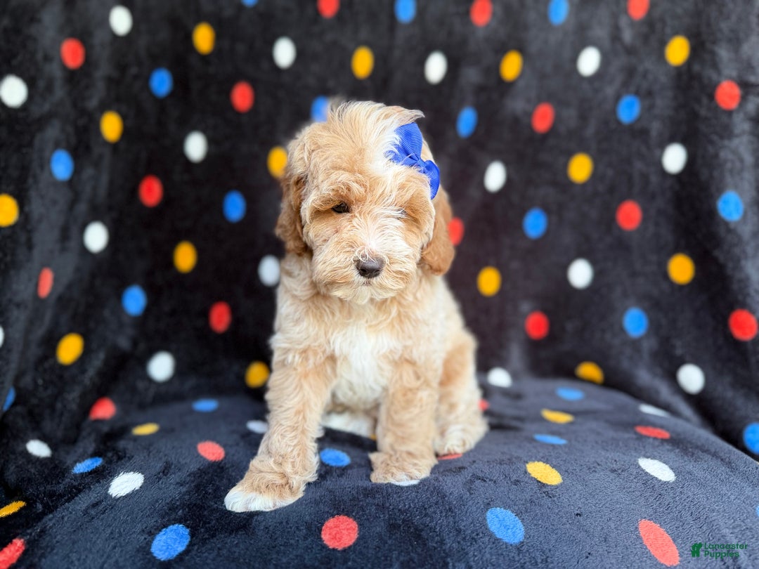 Cockapoo dogs for sale: Hazel - Ad 5