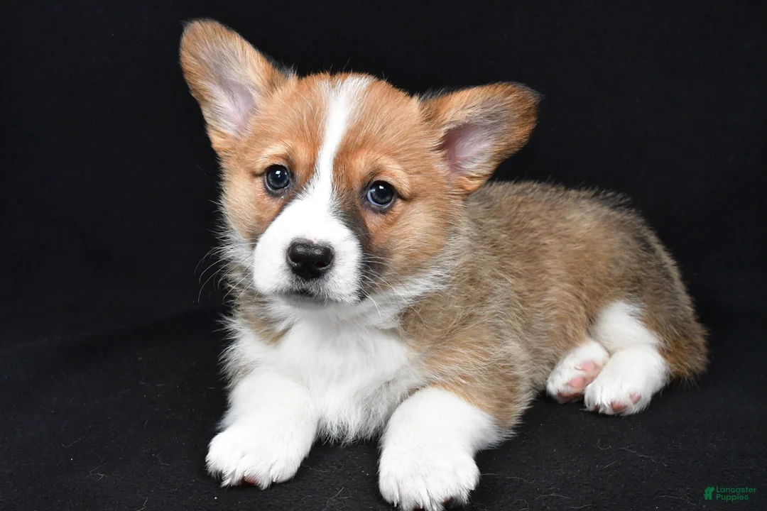 Welsh Corgi Pembroke dogs for sale: Colee - Ad 5