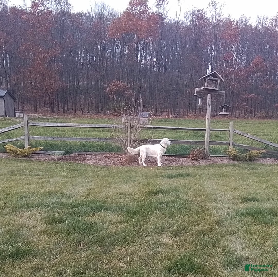 Golden Retriever dogs for sale: Golden Retriever Puppy 1 - Ad 6