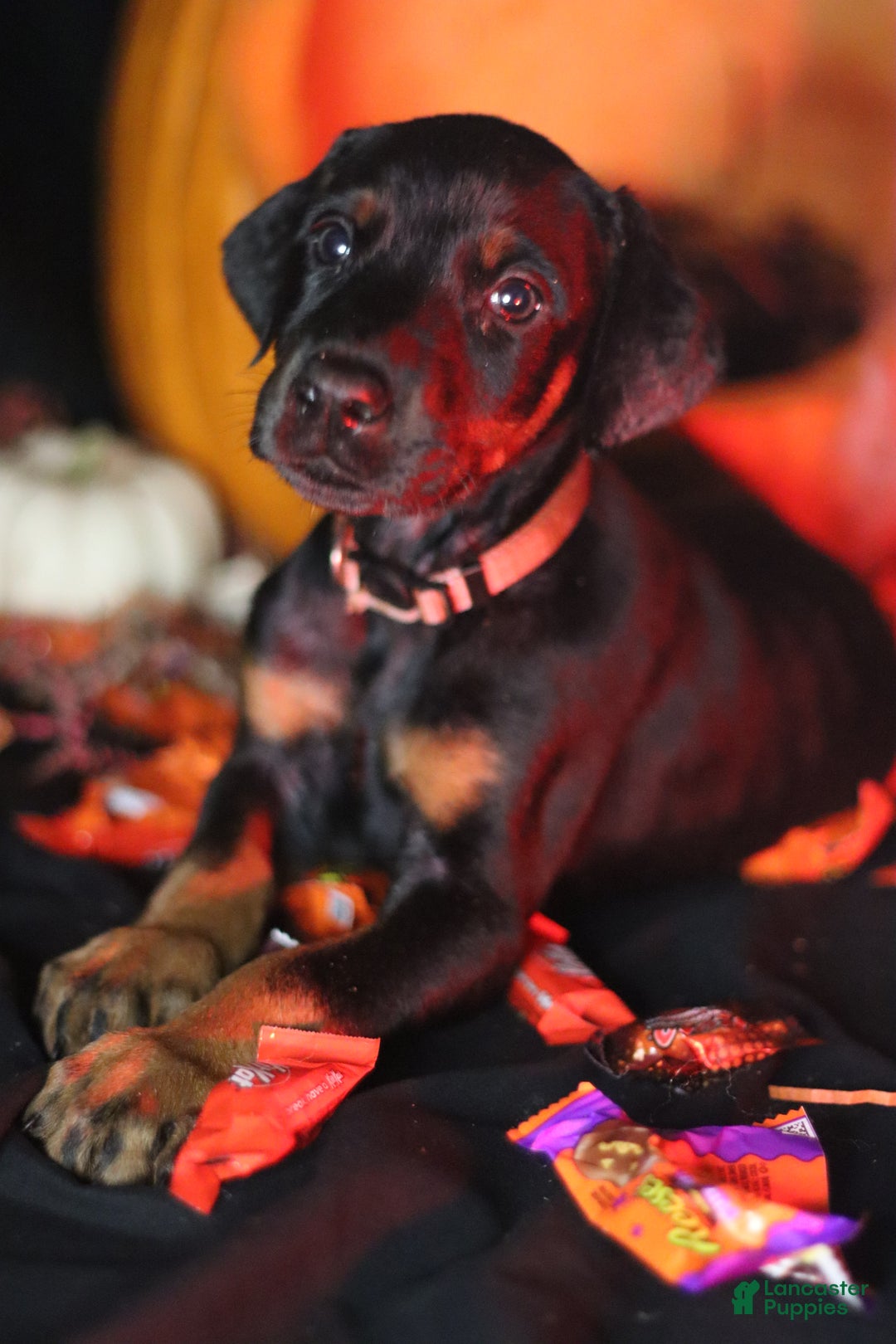 Doberman Pinscher dogs for sale: Swiss - Ad 2