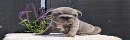 French Bulldog dogs for sale: Zion - Ad 5