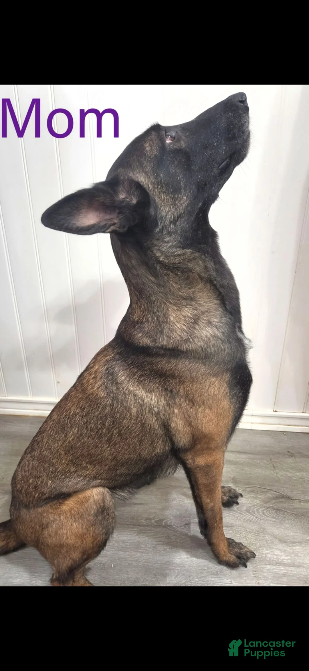 Belgian Malinois dogs for sale: Belgian Malinois 2 - Ad 2