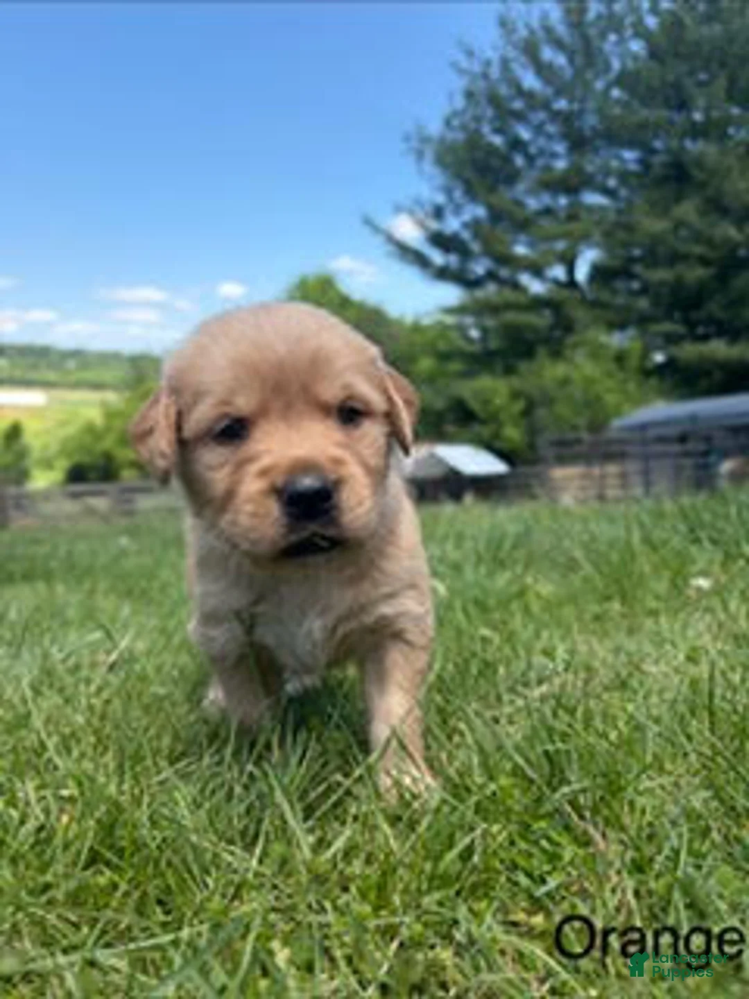 Golden Retriever dogs for sale: Dandi - Ad 1