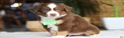 Australian Shepherd dogs for sale: Roo - Ad 3