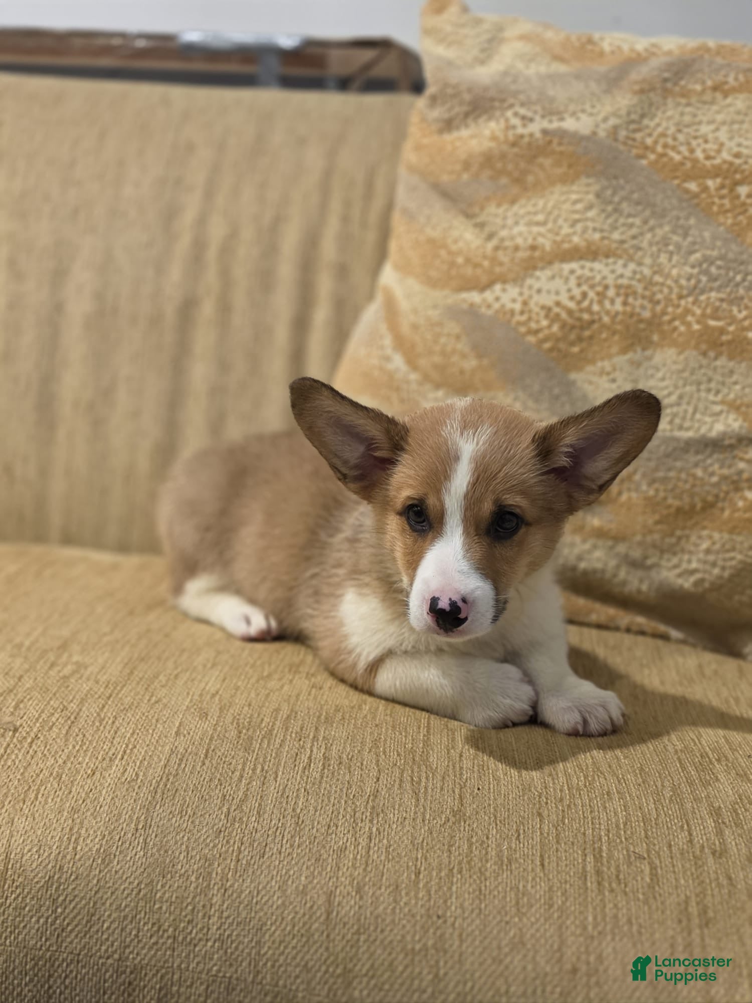 Welsh Corgi Pembroke dogs Welsh Corgi Pembroke 3 - Ad 1