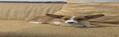 Welsh Corgi Pembroke 3