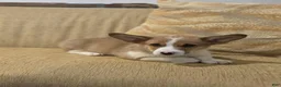Welsh Corgi Pembroke dogs for sale: Welsh Corgi Pembroke 3 - Ad 1