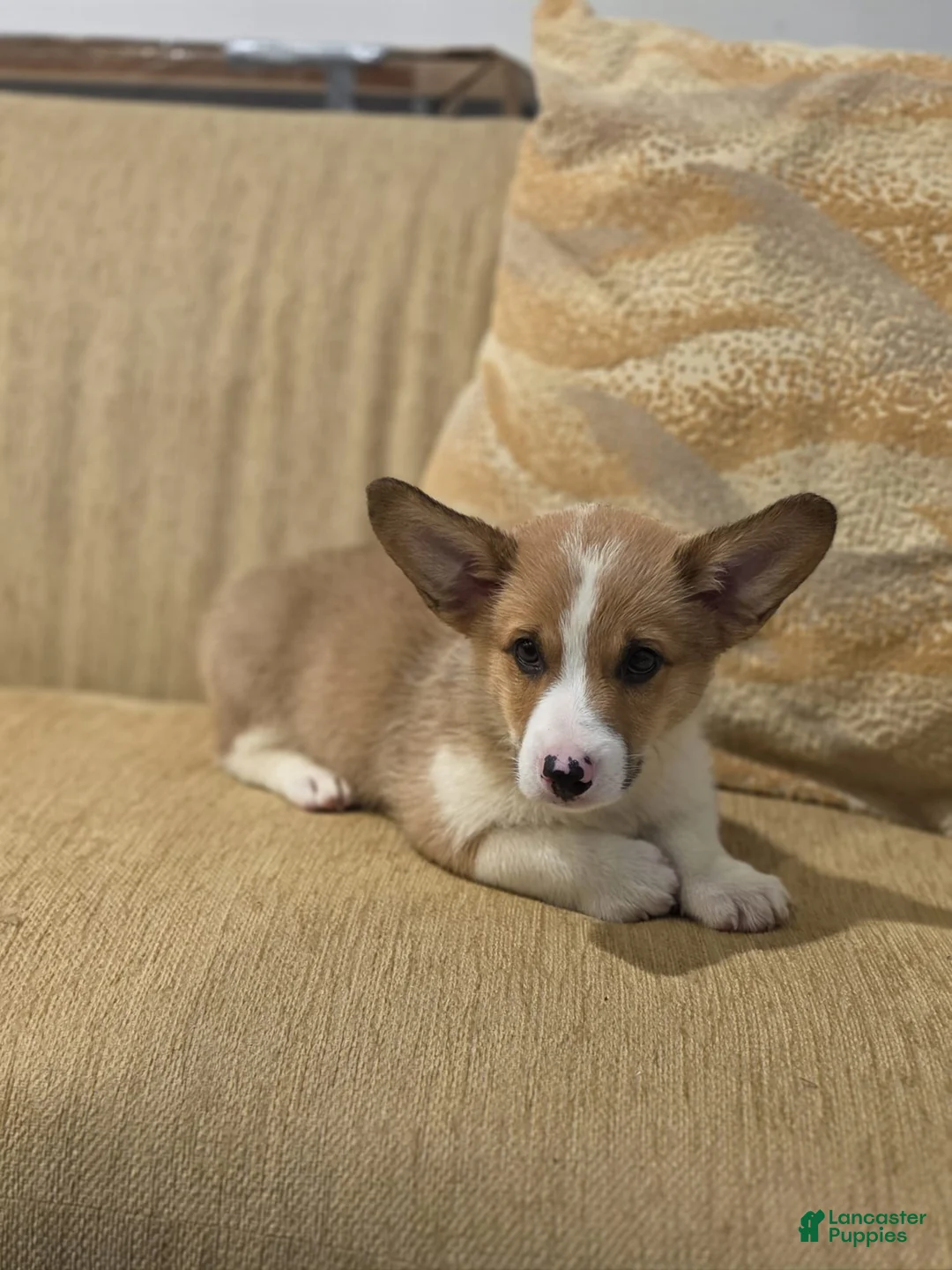 Welsh Corgi Pembroke dogs for sale: Welsh Corgi Pembroke 3 - Ad 1