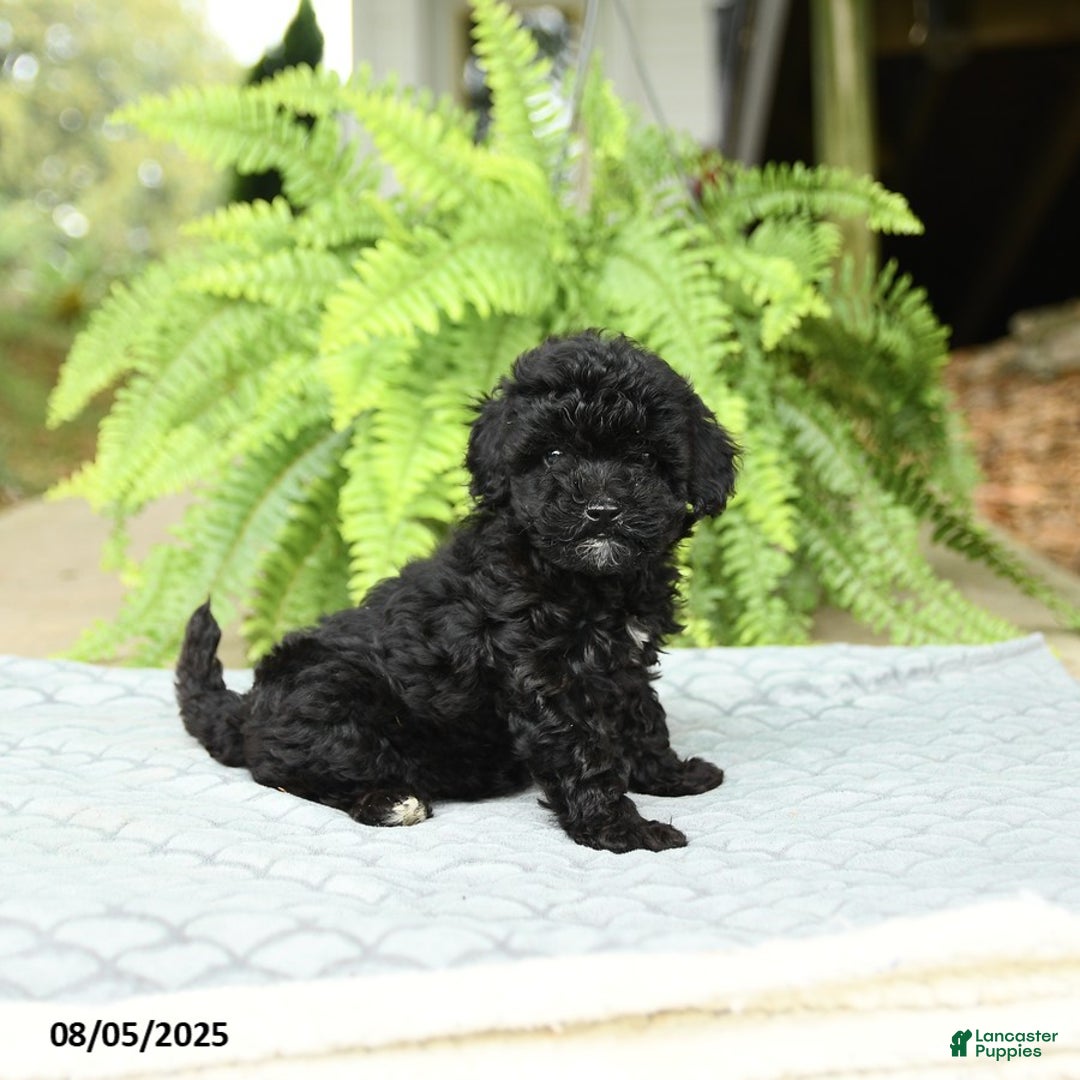 Toy Poodle dogs for sale: Shiloh House Raised - Ad 6