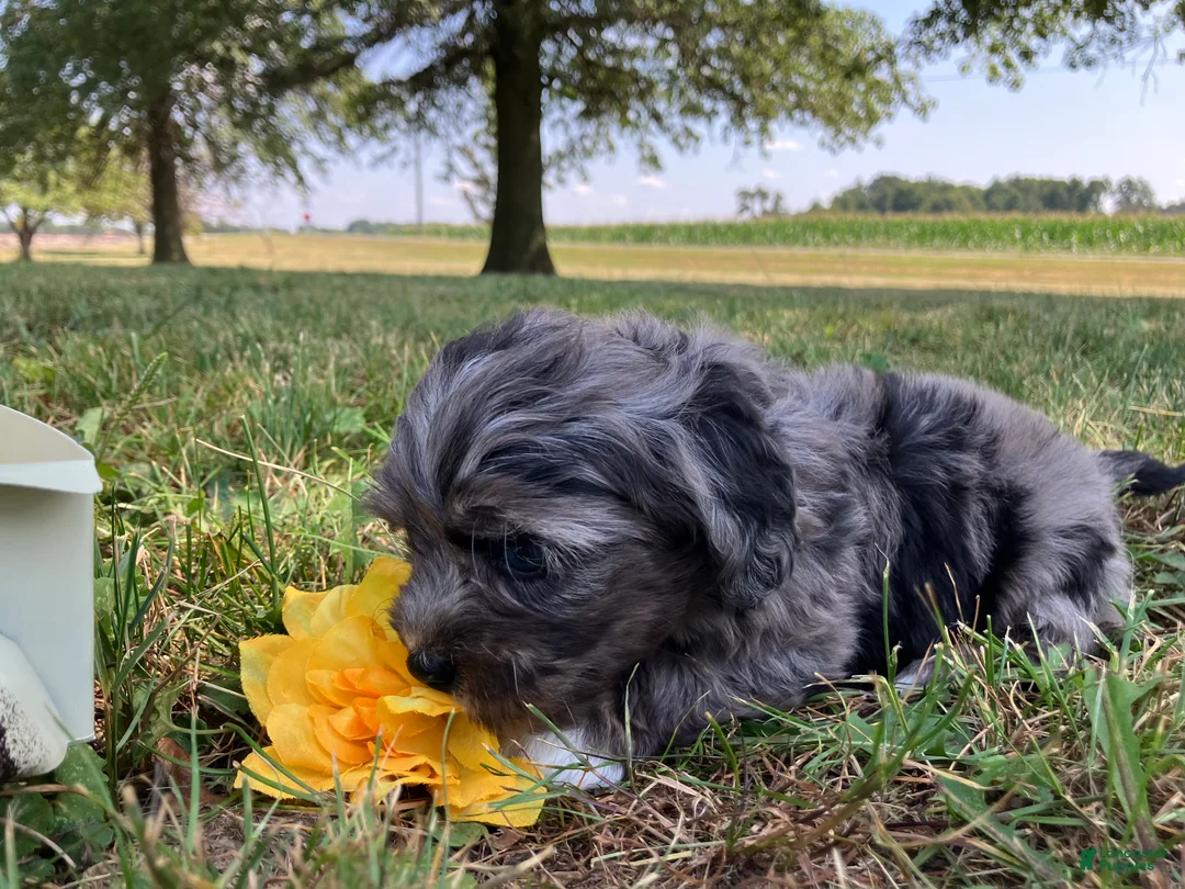 Shihpoo dogs for sale: Max - Ad 11